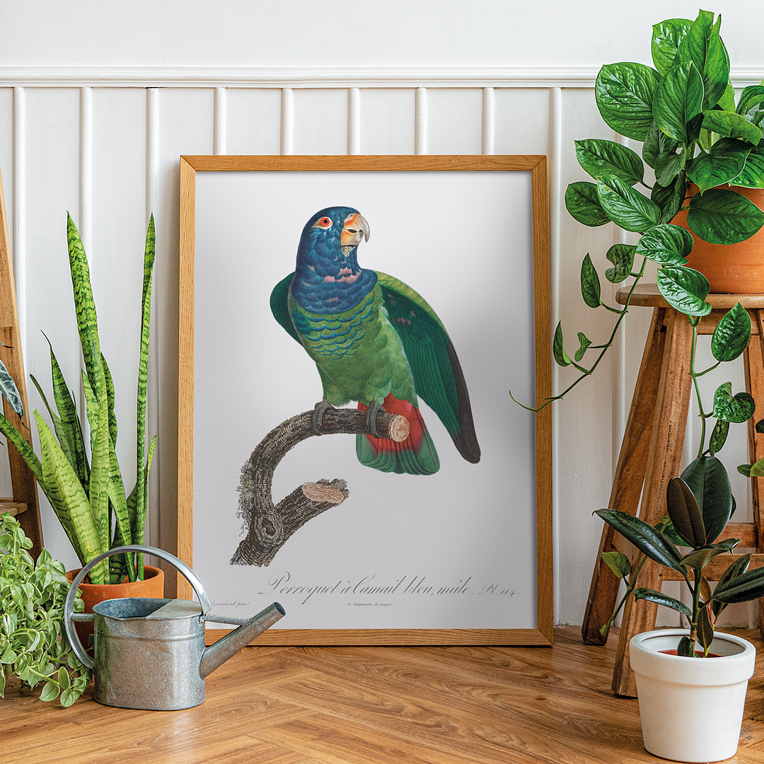 The Blue-Headed Parrot, Pionus menstruus - Art Print
