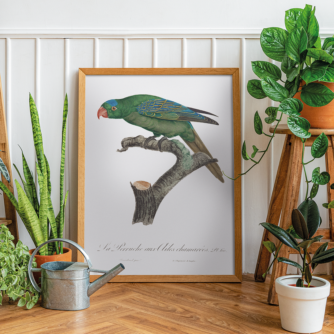 The Blue-Naped Parrot, Tanygnathus lucionensis - Art Print