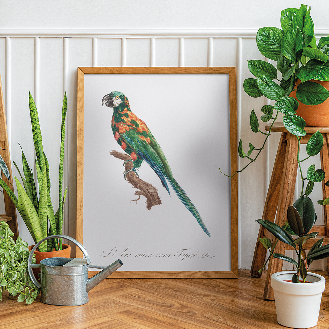 The Blue-Winged Macaw, Primolius maracana I - Art Print