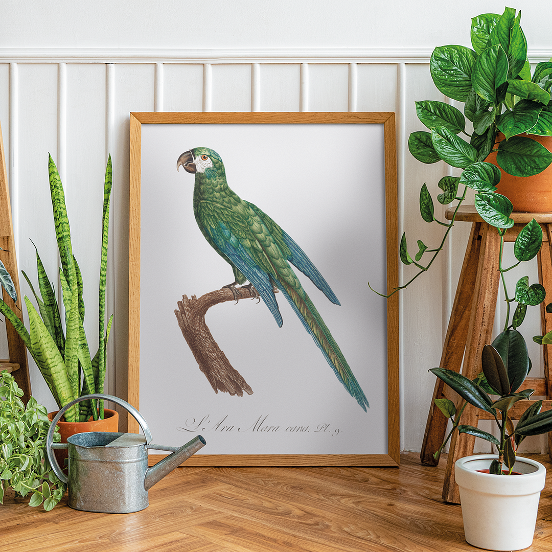 The Blue-Winged Macaw, Primolius maracana II - Art Print