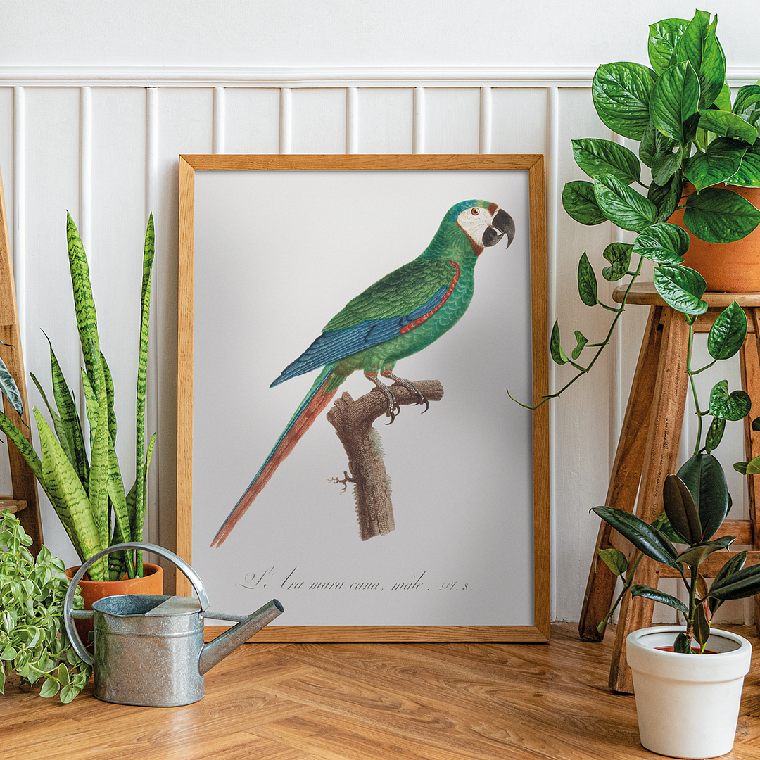 The Blue-Winged Macaw, Primolius maracana III - Art Print
