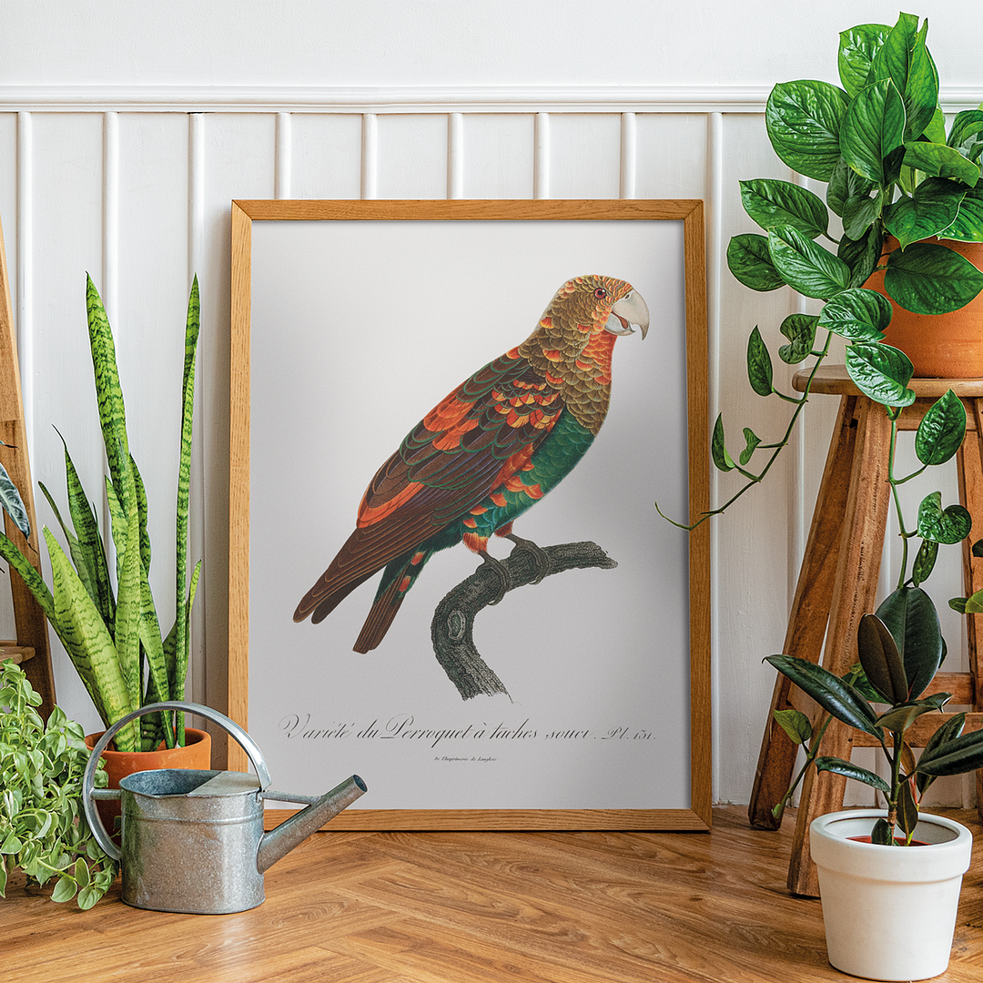 The Brown-Necked Parrot - Art Print