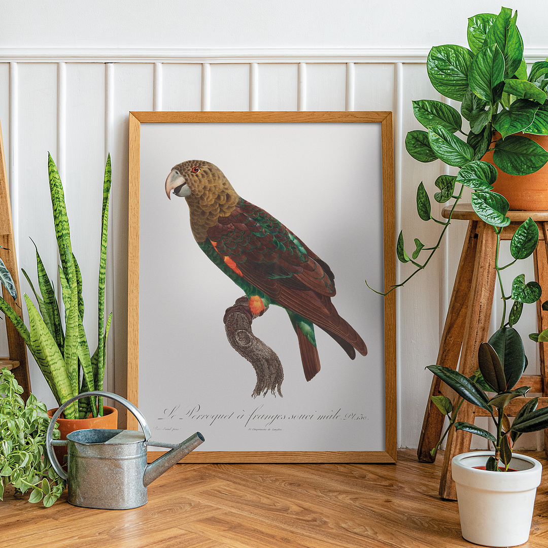 The Brown-Necked Parrot, Poicephalus fuscicollis from Natural History of Parrots - Art Print
