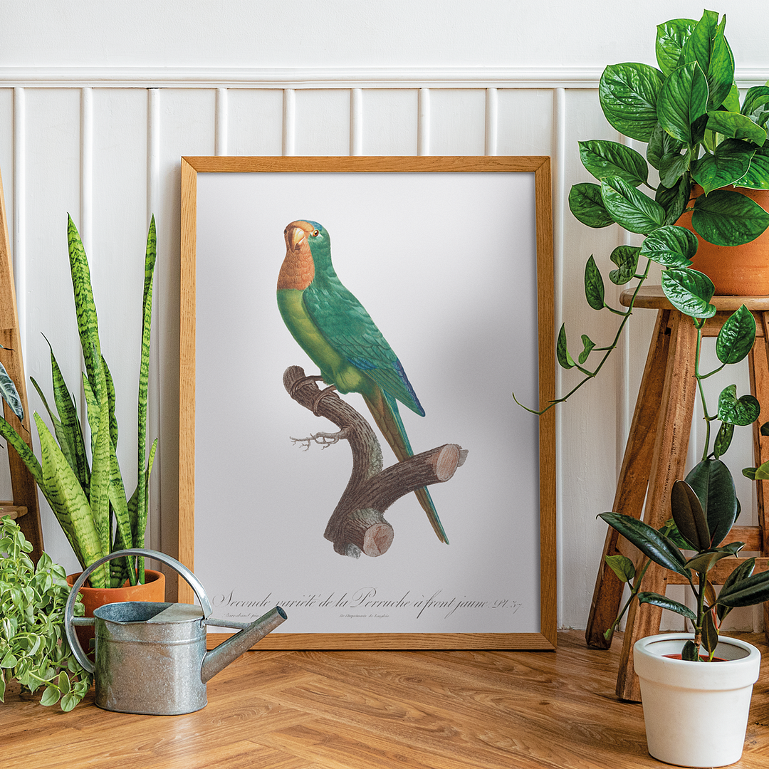 The brown-throated parakeet, Eupsittula pertinax - Art Print