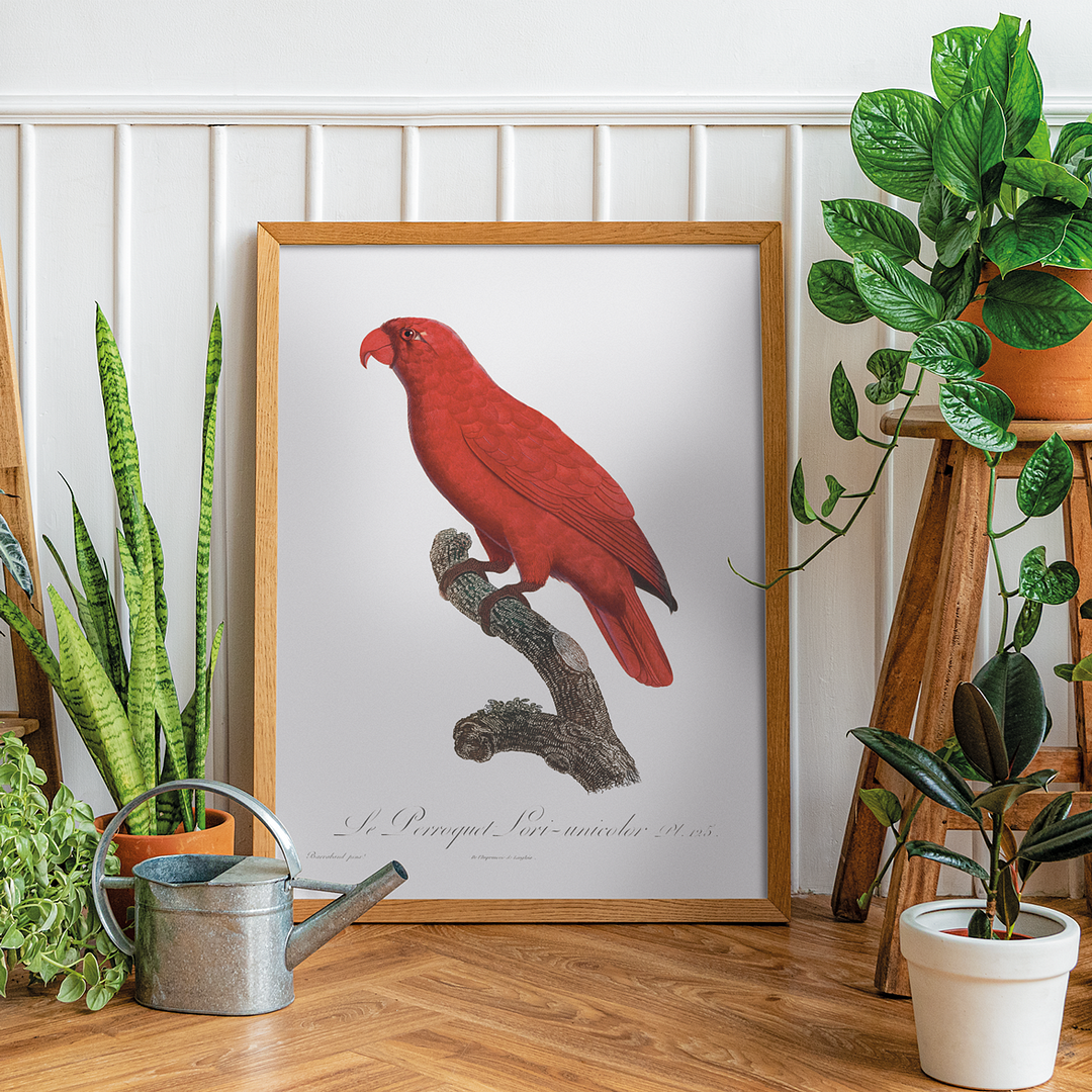 The Cardinal Lory, Chalcopsitta cardinalis - Art Print