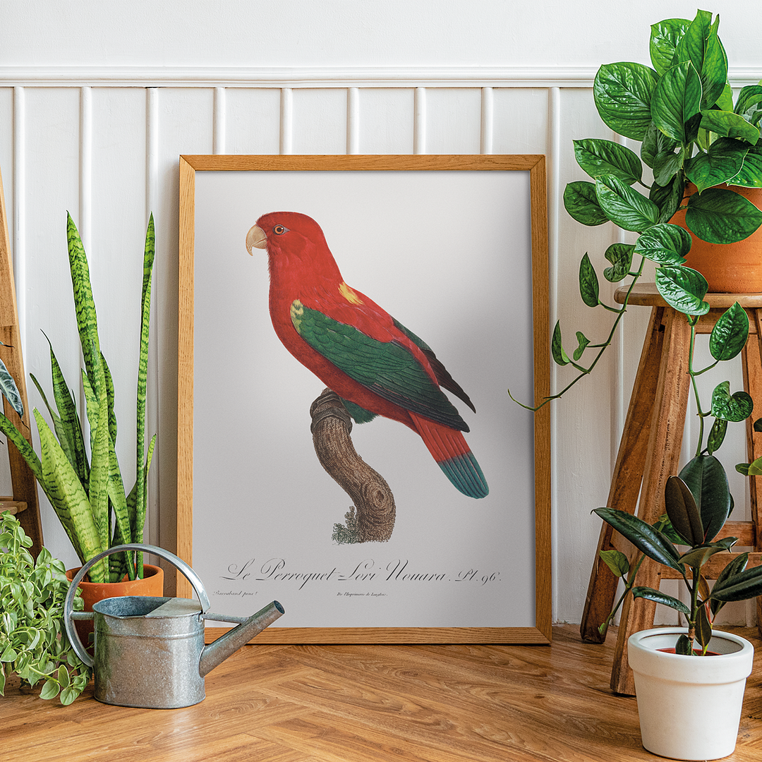 The Chattering Lory, Lorius garrulus - Art Print