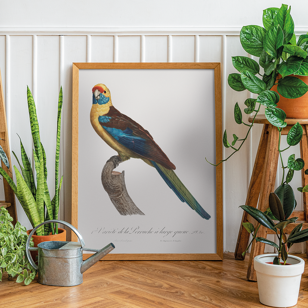 The Crimson Rosella, Platycercus elegans - Art Print