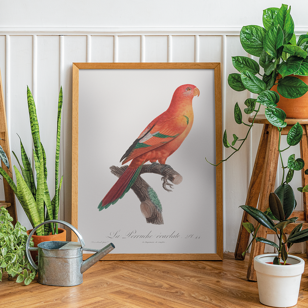 The Crimson Shining Parrot, Prosopeia splendens - Art Print