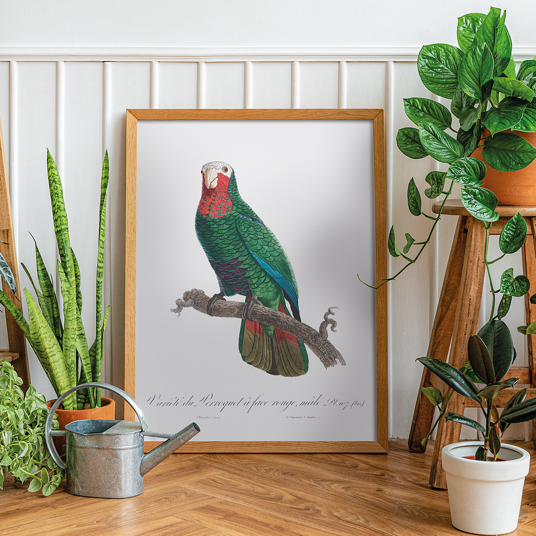 The Cuban Amazon (Amazona leucocephala) - Art Print