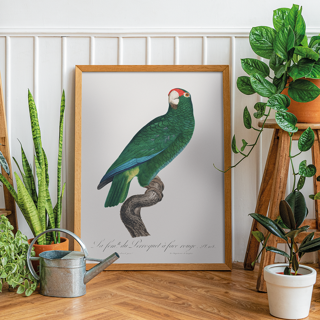 The Cuban Amazon, Amazona leucocephala - Art Print