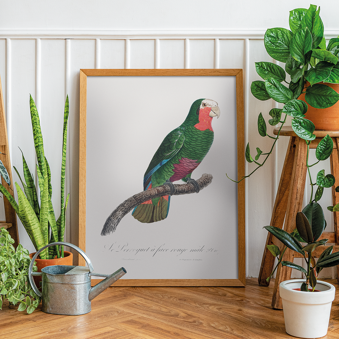 The Cuban Amazon, Amazona leucocephala I - Art Print
