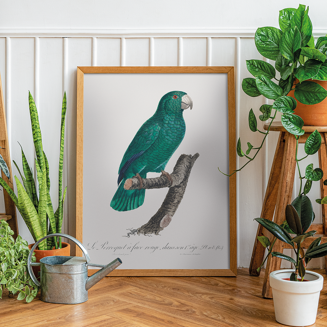 The Cuban Amazon, Amazona leucocephala II - Art Print