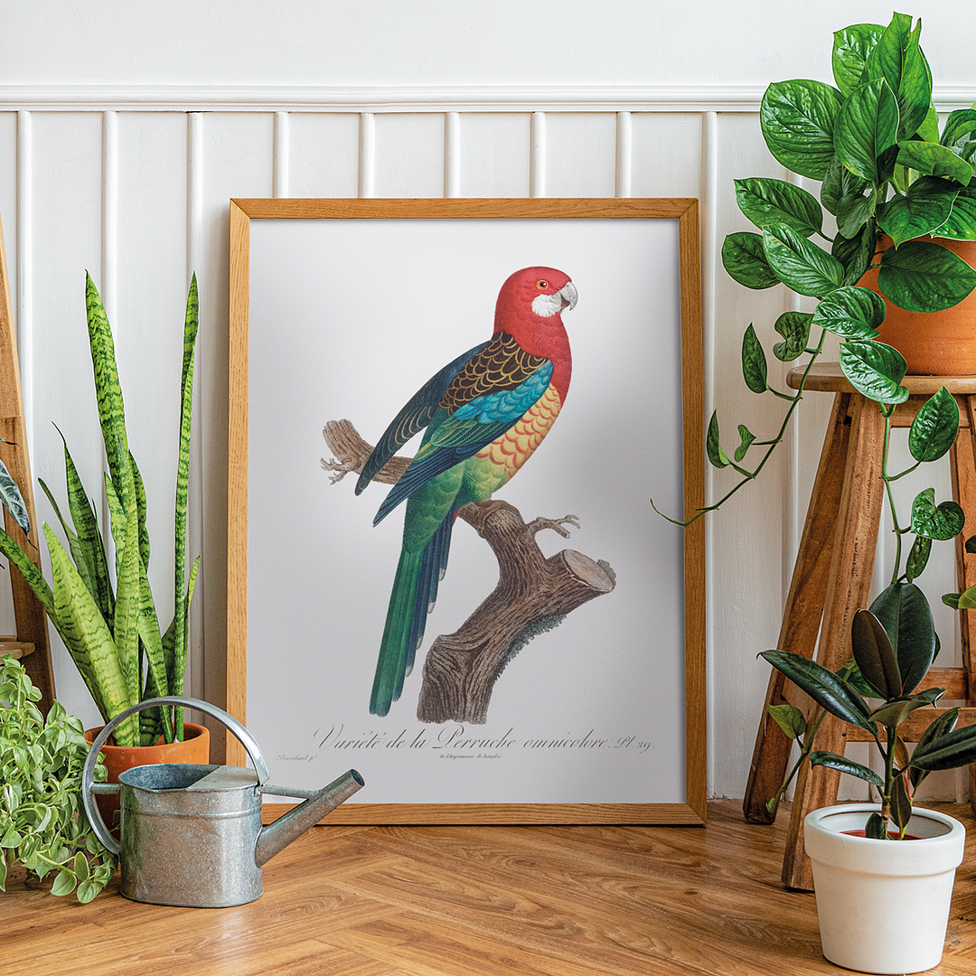 The Eastern Rosella, Platycercus eximius II - Art Print
