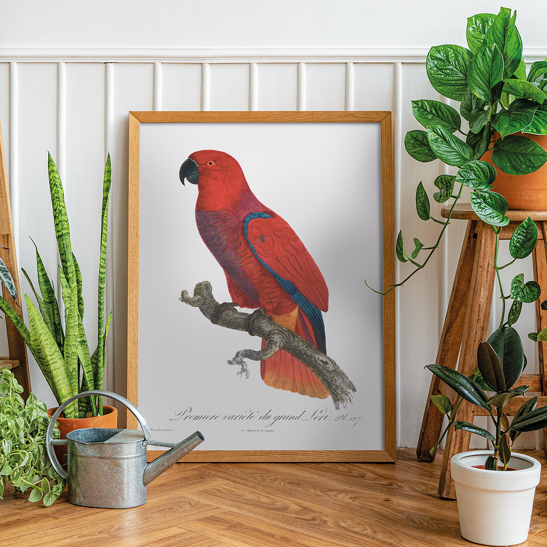 The Eclectus Parrot - Art Print