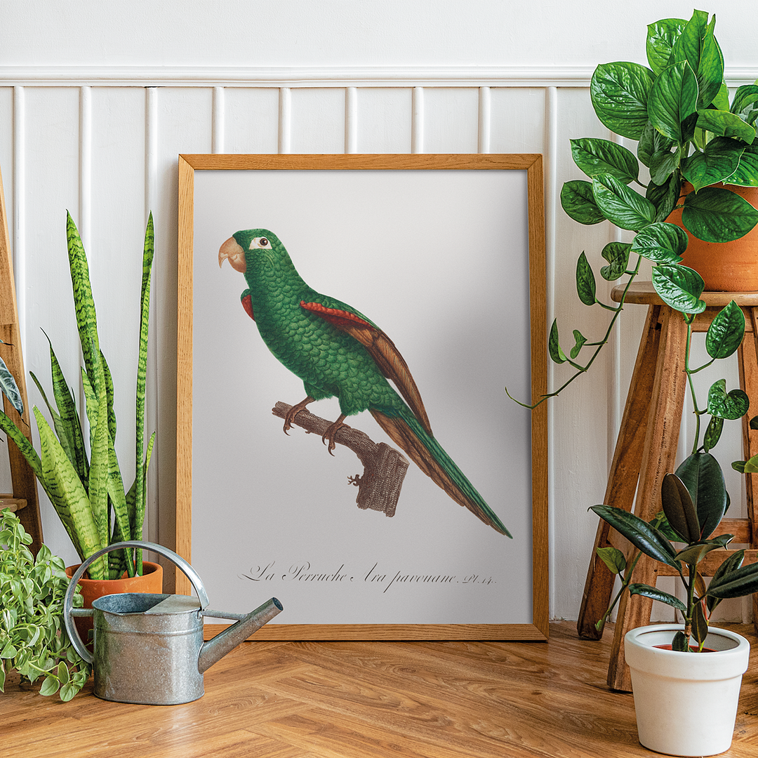 The Eclectus Parrot, Eclectus roratus - Art Print