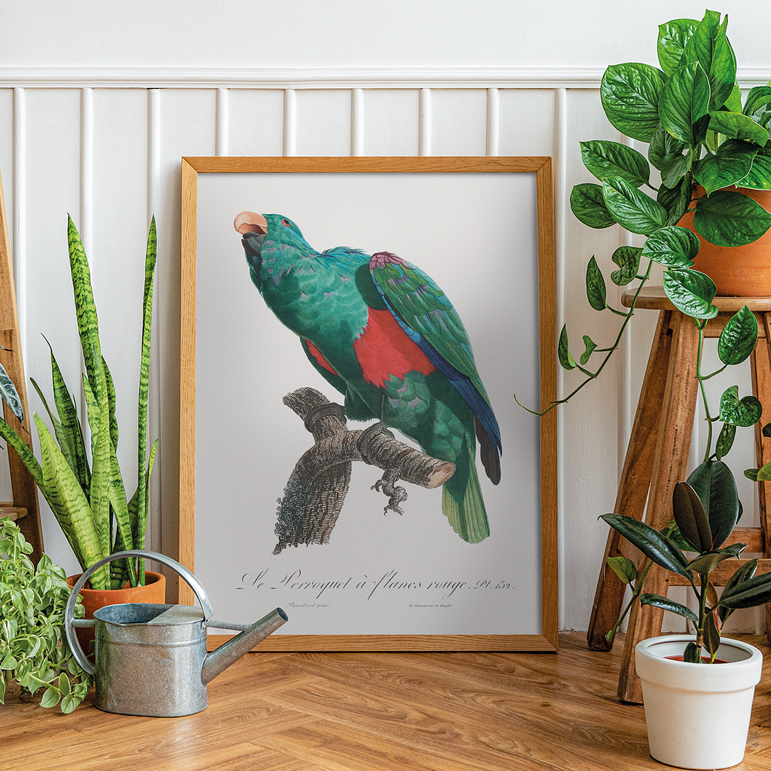 The Eclectus Parrot, Eclectus roratus - Art Print