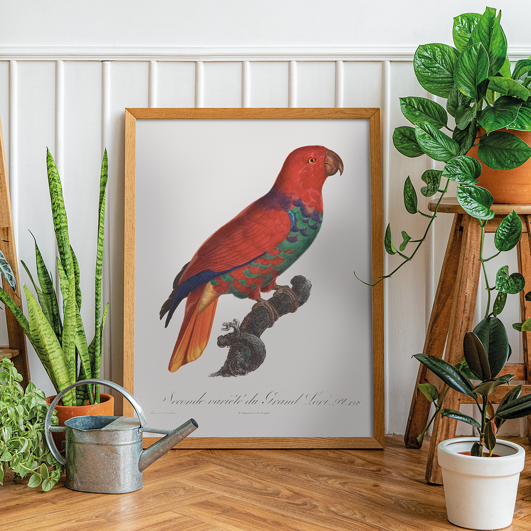 The Eclectus Parrot, Eclectus roratus - Art Print