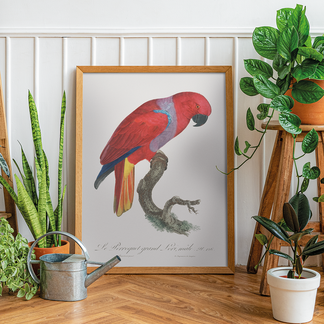 The Eclectus Parrot, Eclectus roratus, male - Art Print