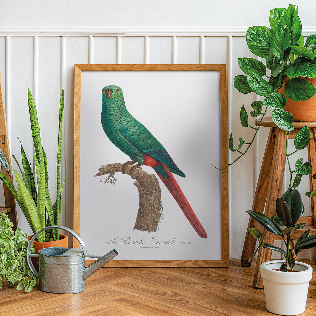 The Emerald Parakeet - Art Print