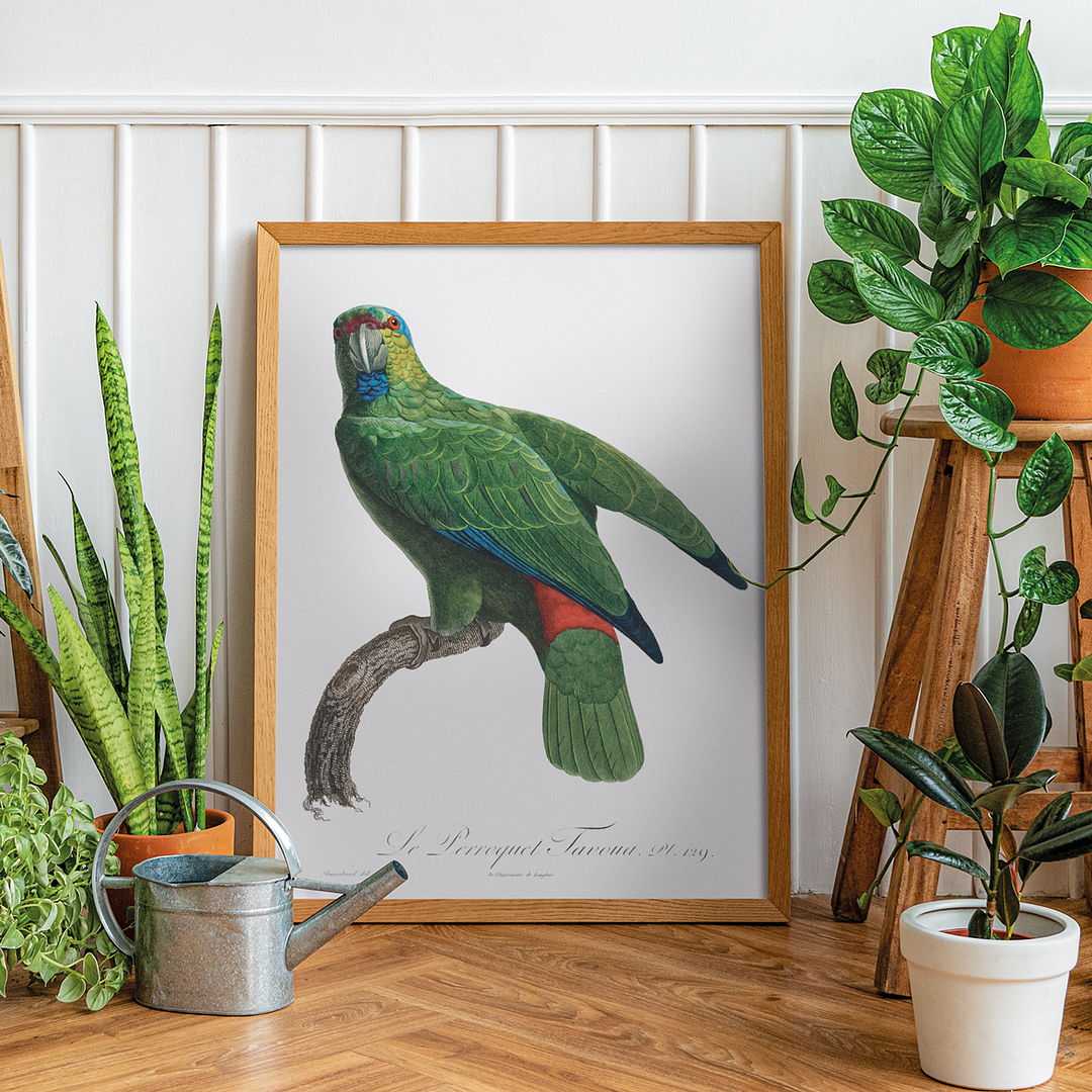 The Festive Amazon, Amazona festiva - Art Print