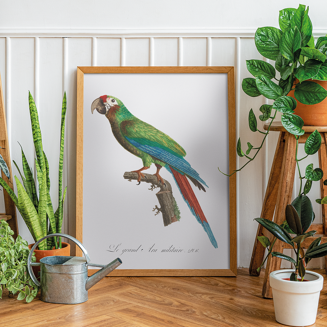 The Great Military Macaw, Ara ambiguus - Art Print