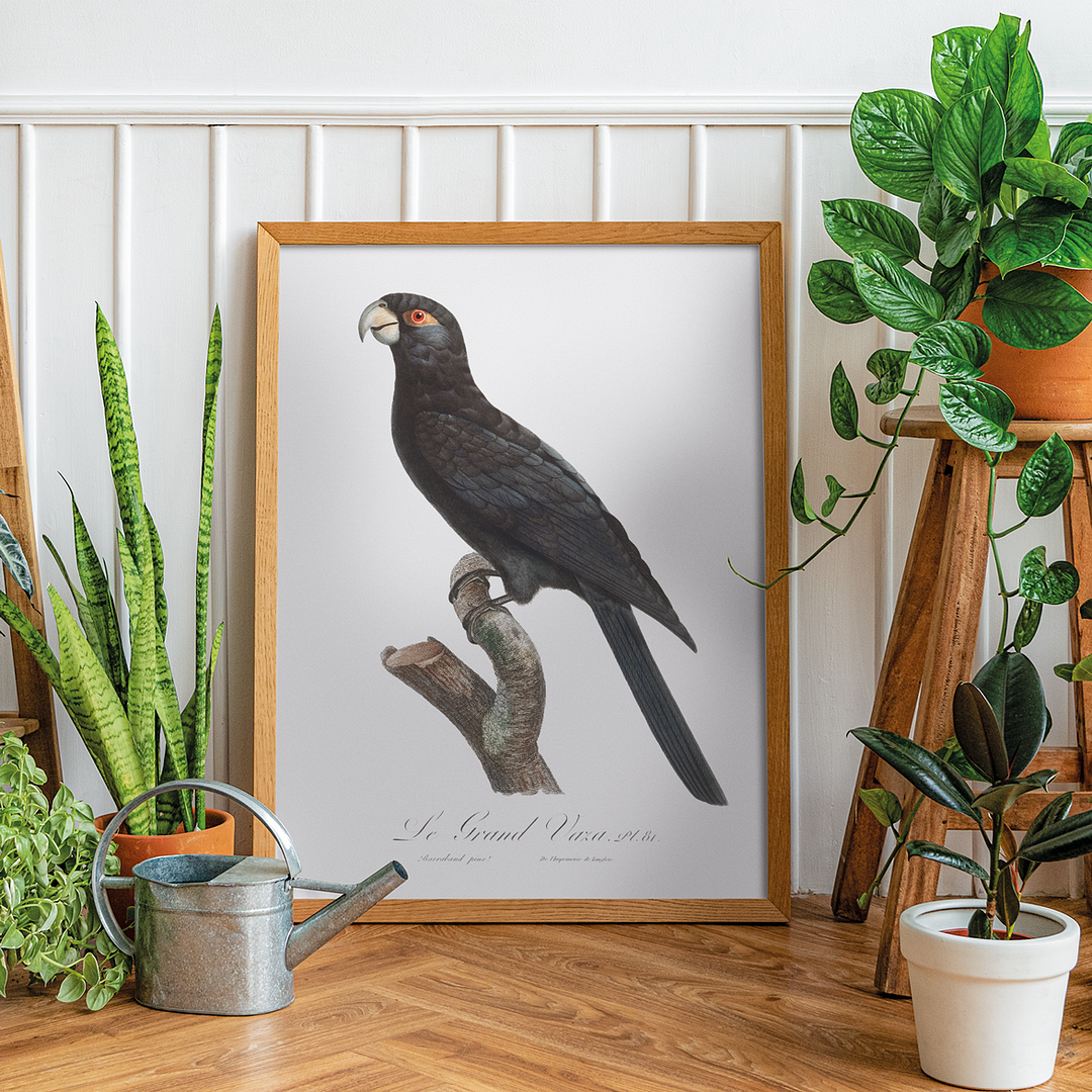 The Greater Vasa Parrot - Art Print