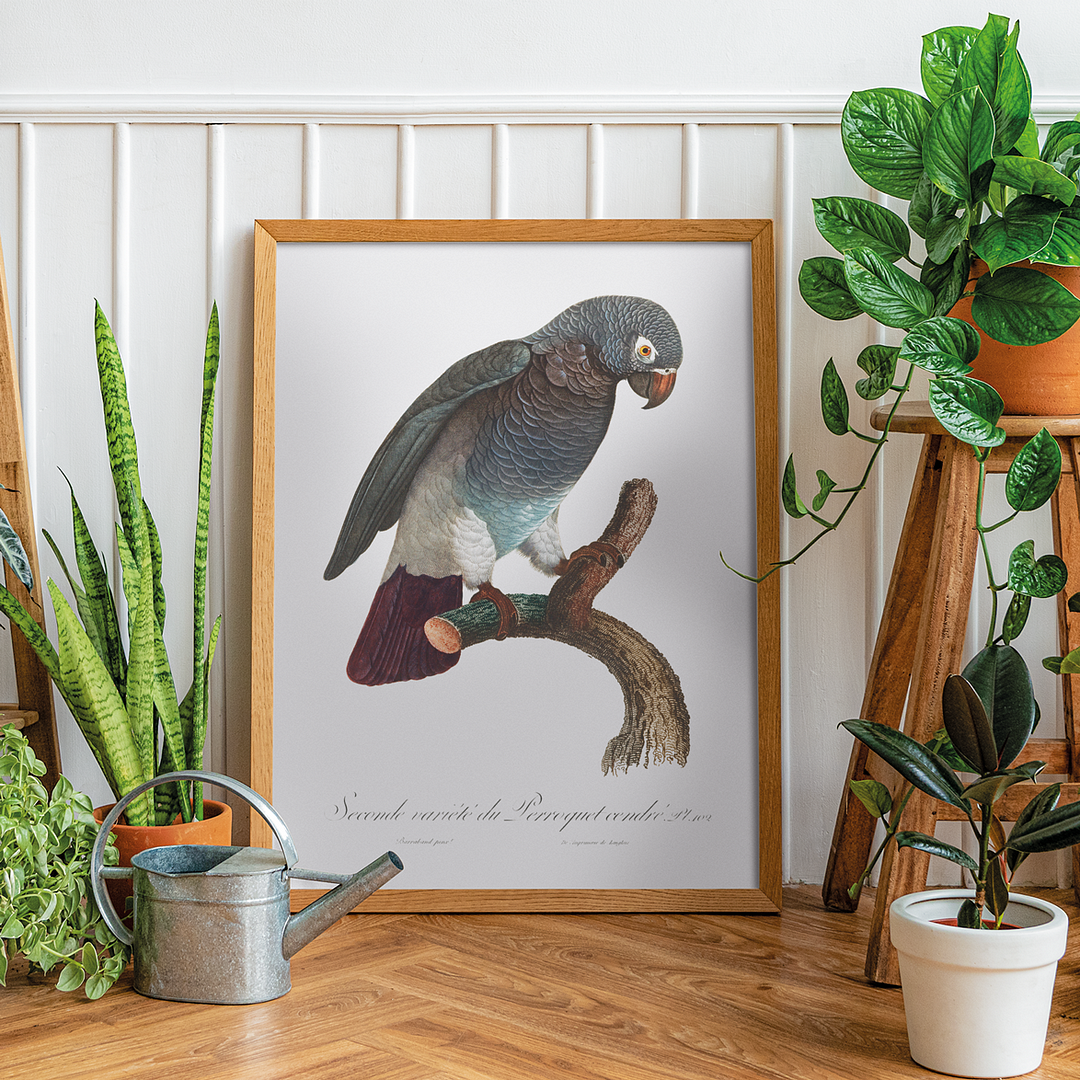 The Grey Parrot, Psittacus erithacus III - Art Print