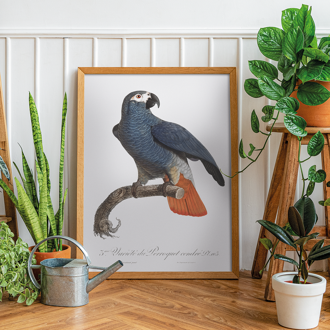 The Grey Parrot, Psittacus erithacus IV - Art Print