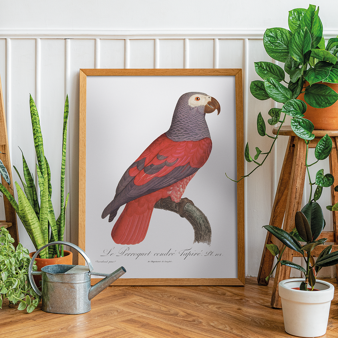 The Grey Parrot, Psittacus erithacus I - Art Print