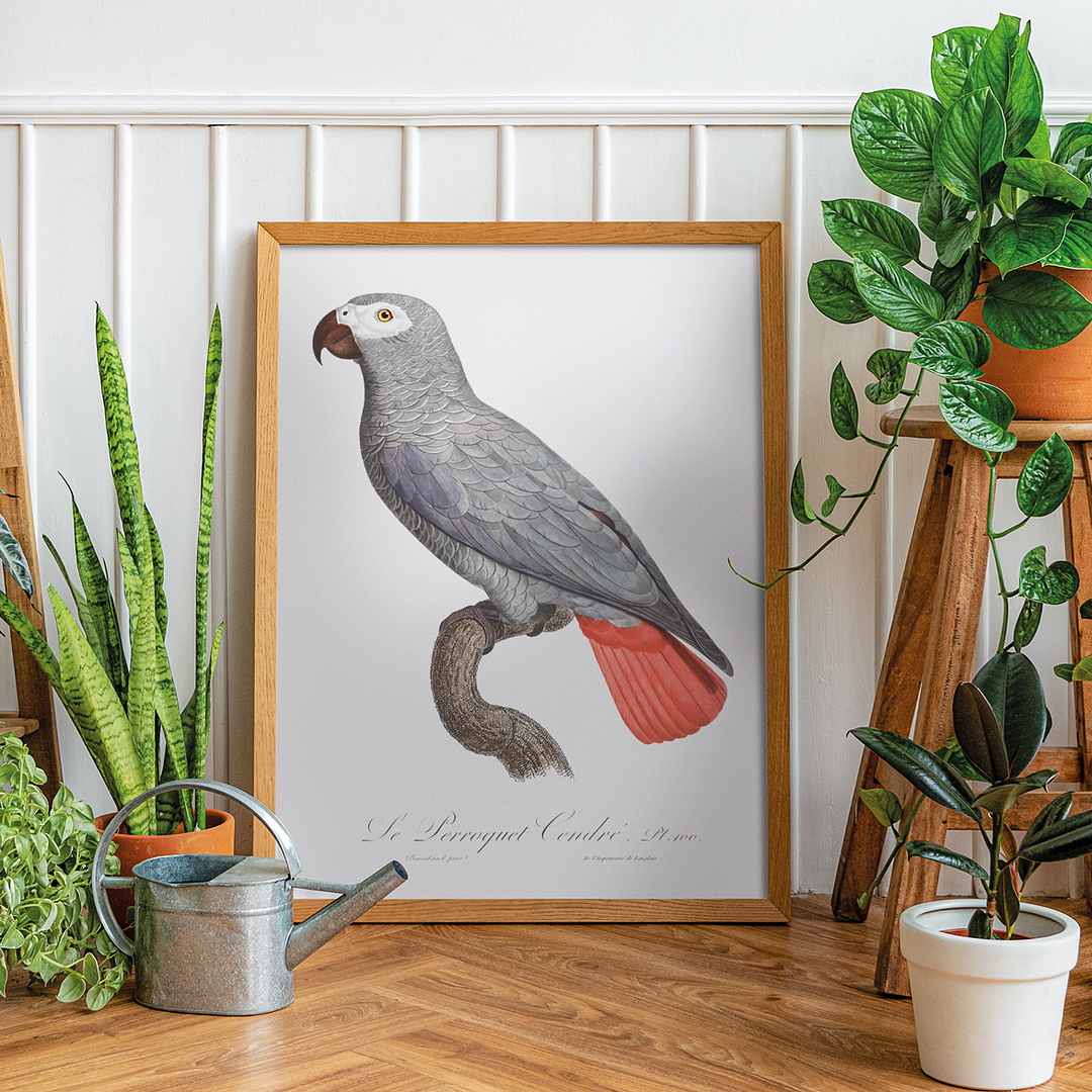 The Grey Parrot, Psittacus erithacus II - Art Print