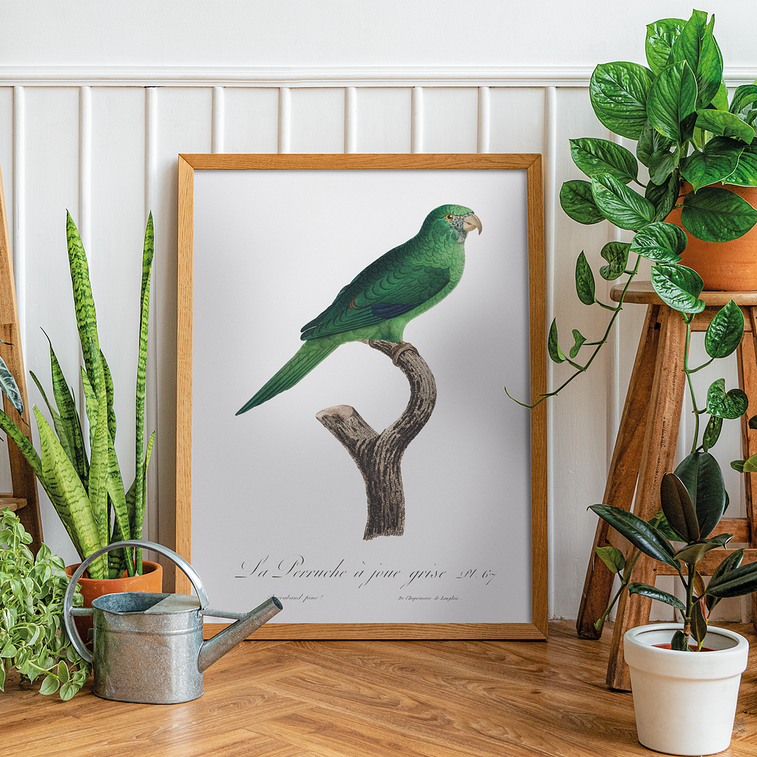 The Grey-Cheeked Parakeet (Brotogeris pyrrhoptera) - Art Print