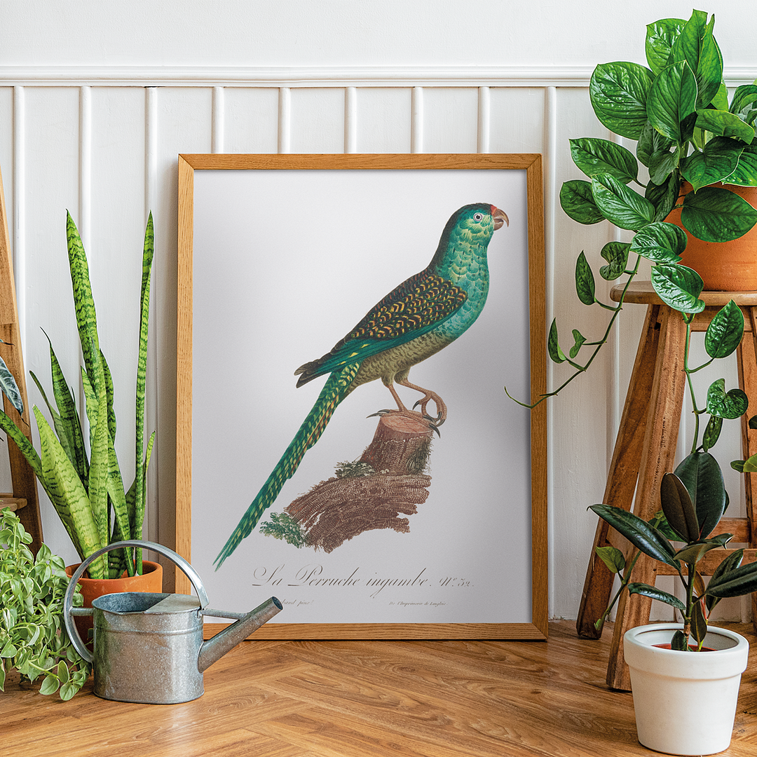 The Ingambe Parakeet - Art Print