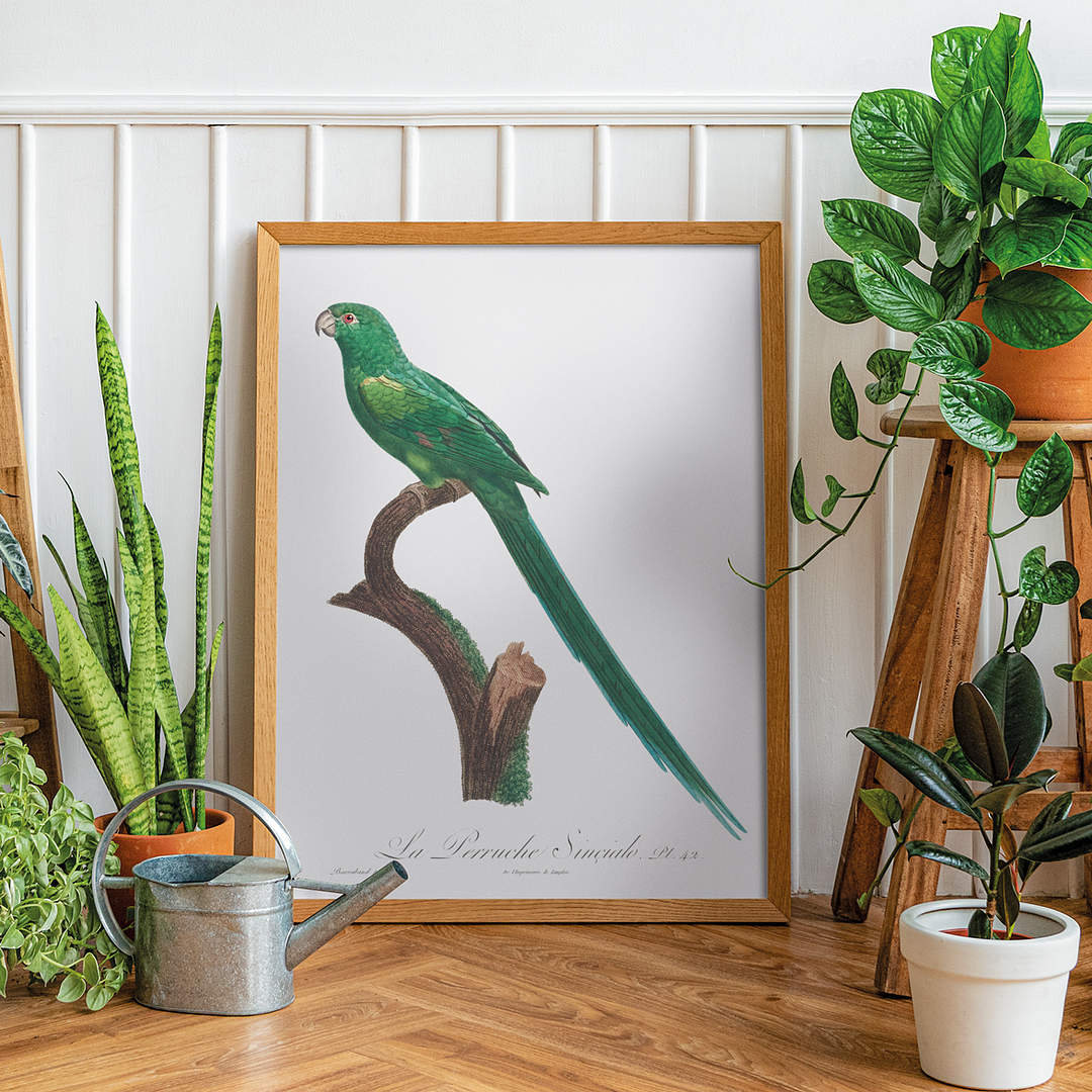 The Long-Tailed Parakeet, Psittacula longicauda - Art Print
