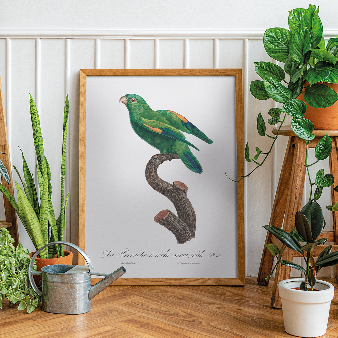 The marigold lorikeet, Trichoglossus capistratus, male - Art Print