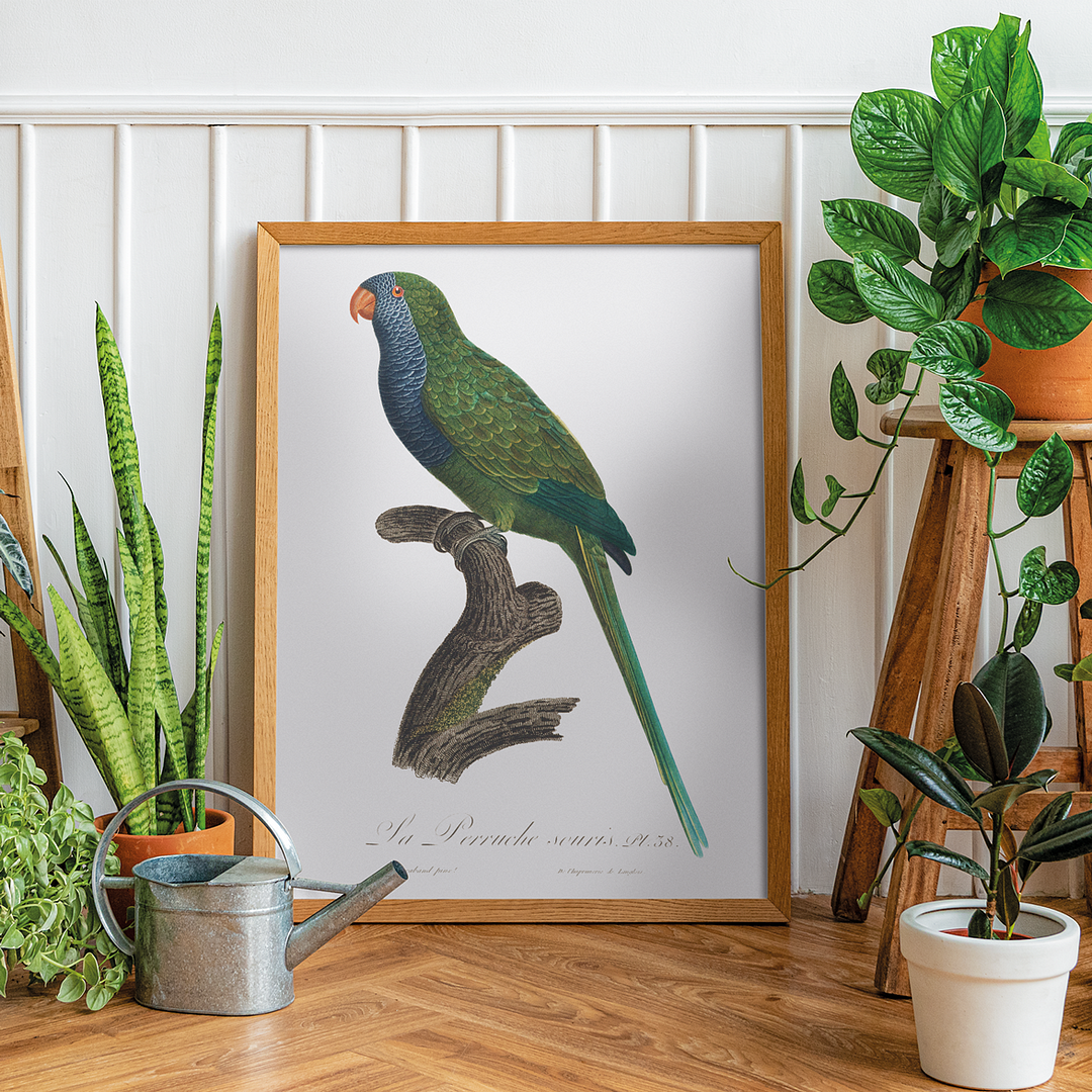 The Monk Parakeet, Myiopsitta monachus - Art Print