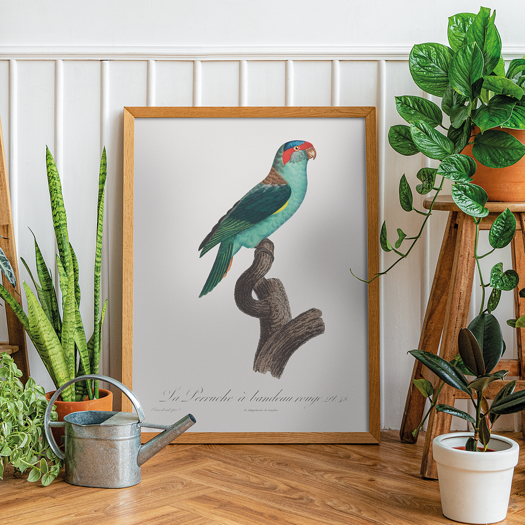 The Musk Lorikeet, Glossopsitta concinna I - Art Print