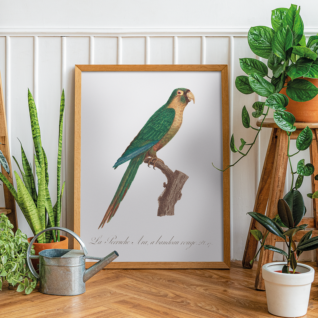 The Musk Lorikeet, Glossopsitta concinna II - Art Print