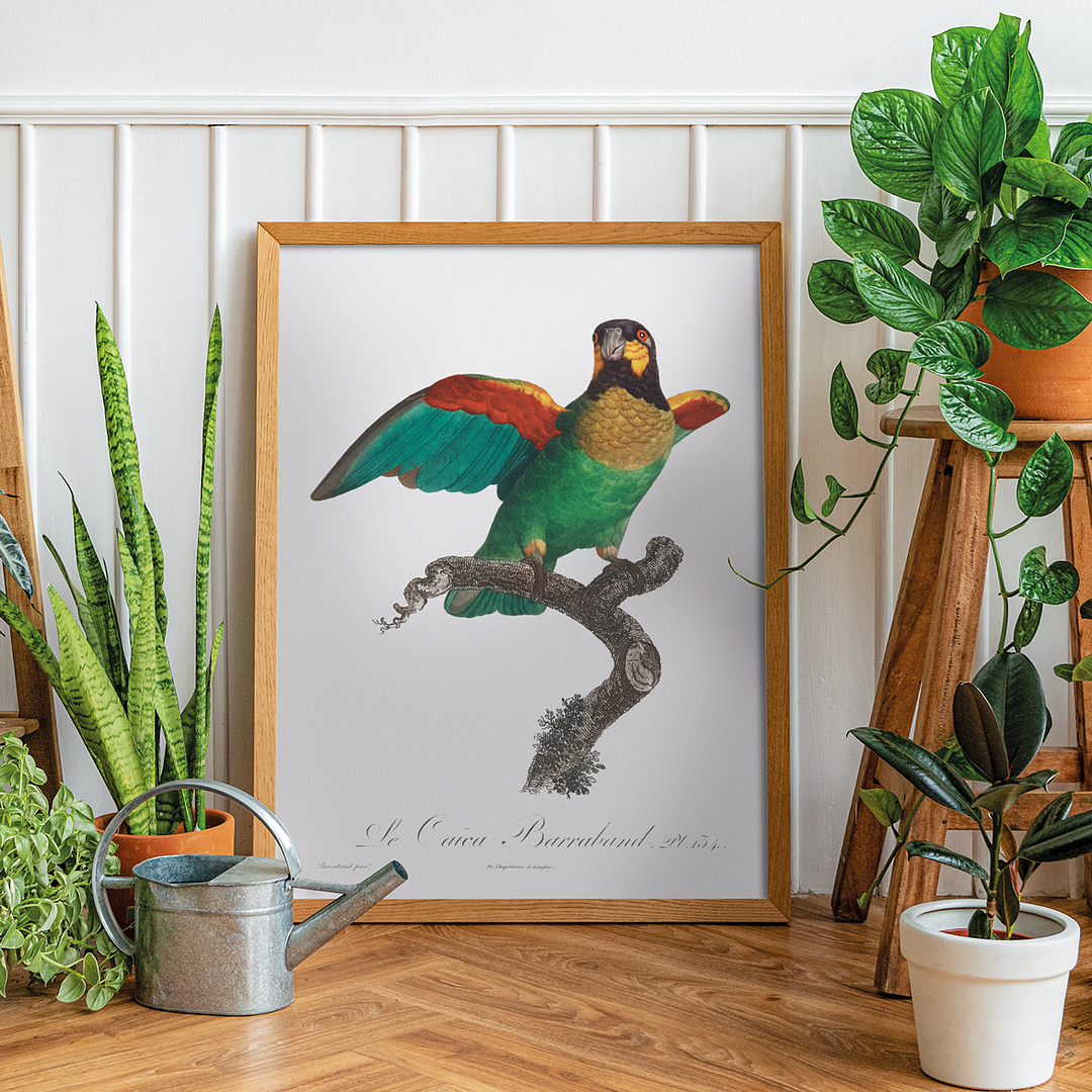 The Orange-Cheeked Parrot, Pyrilia barrabandi - Art Print
