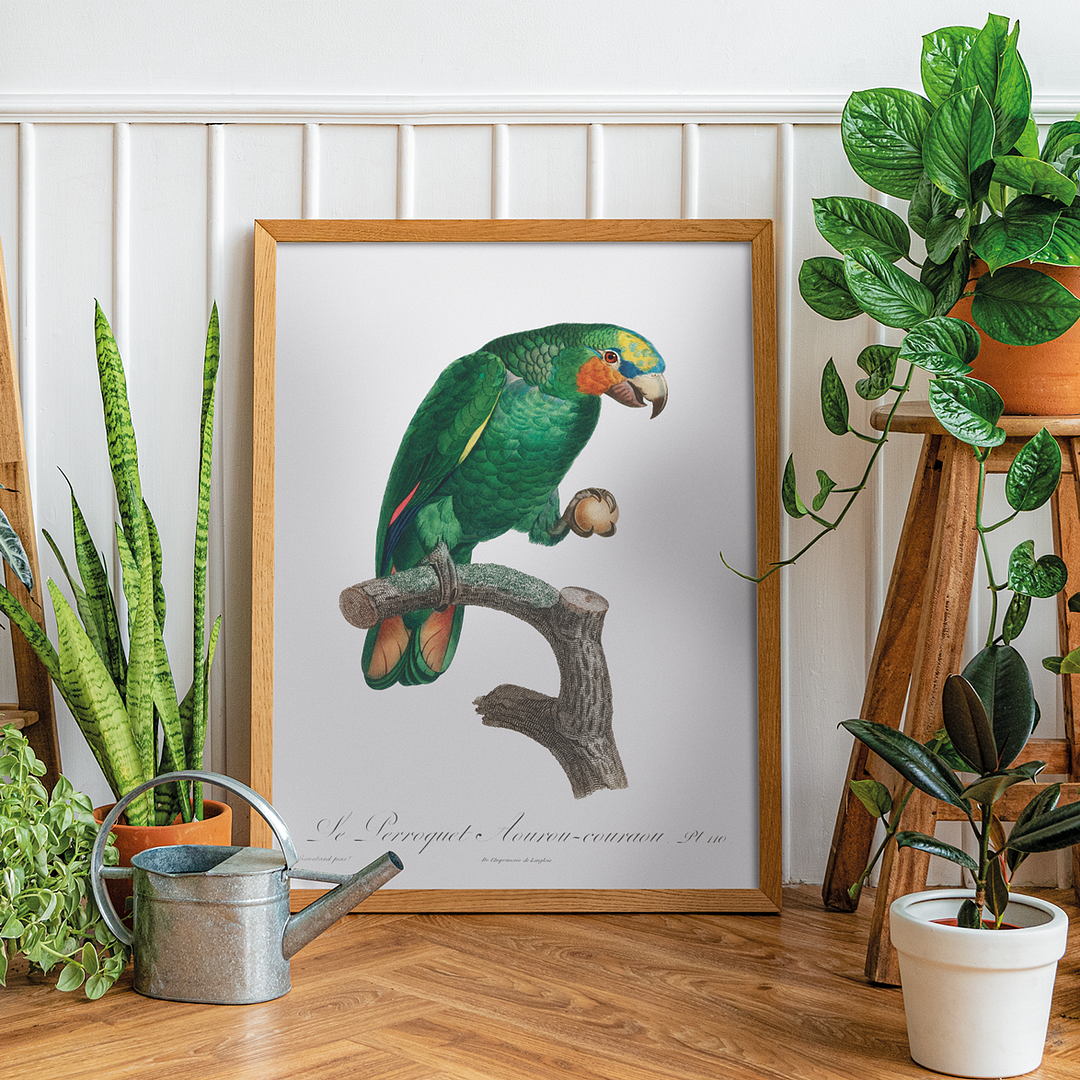 The Orange-Winged Amazon, Amazona amazonica II - Art Print
