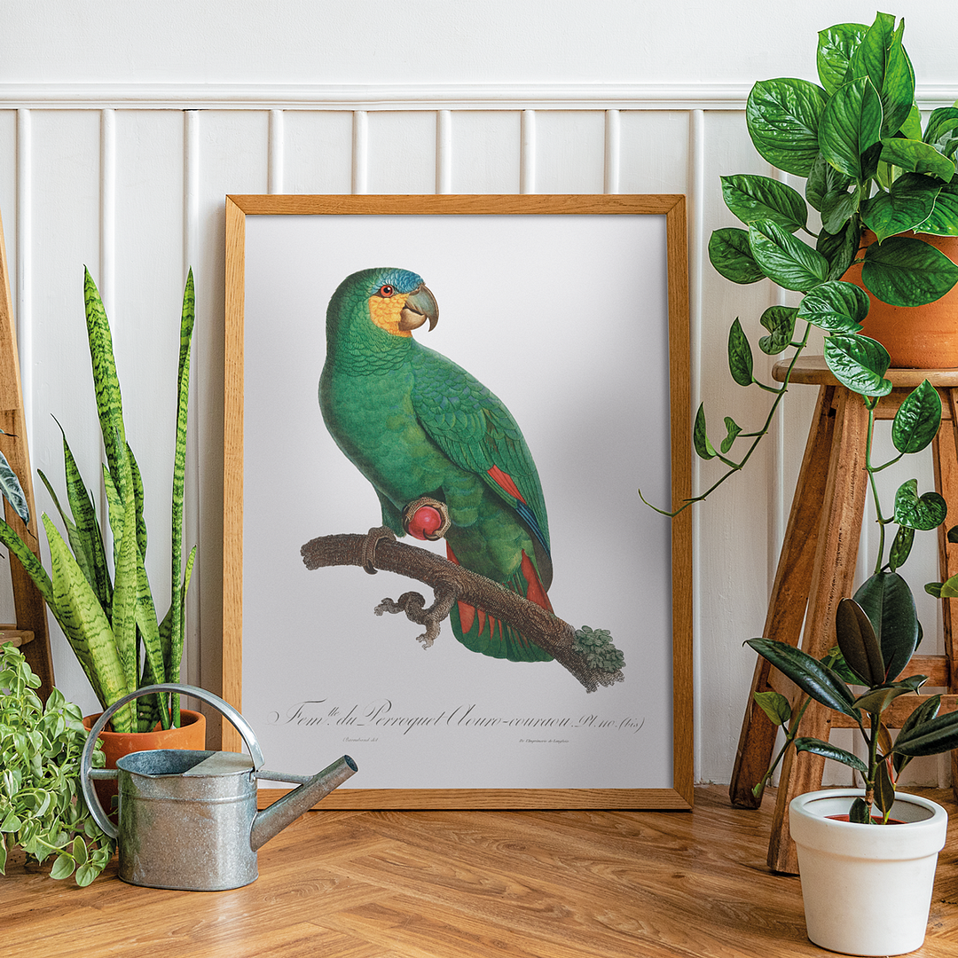 The Orange-Winged Amazon, Amazona amazonica I - Art Print