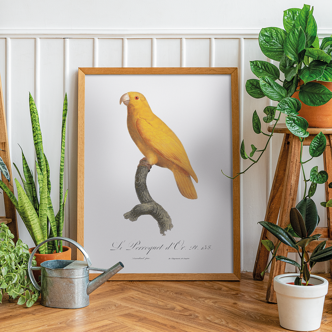 The Pacific parrotlet, Forpus coelestis - Art Print