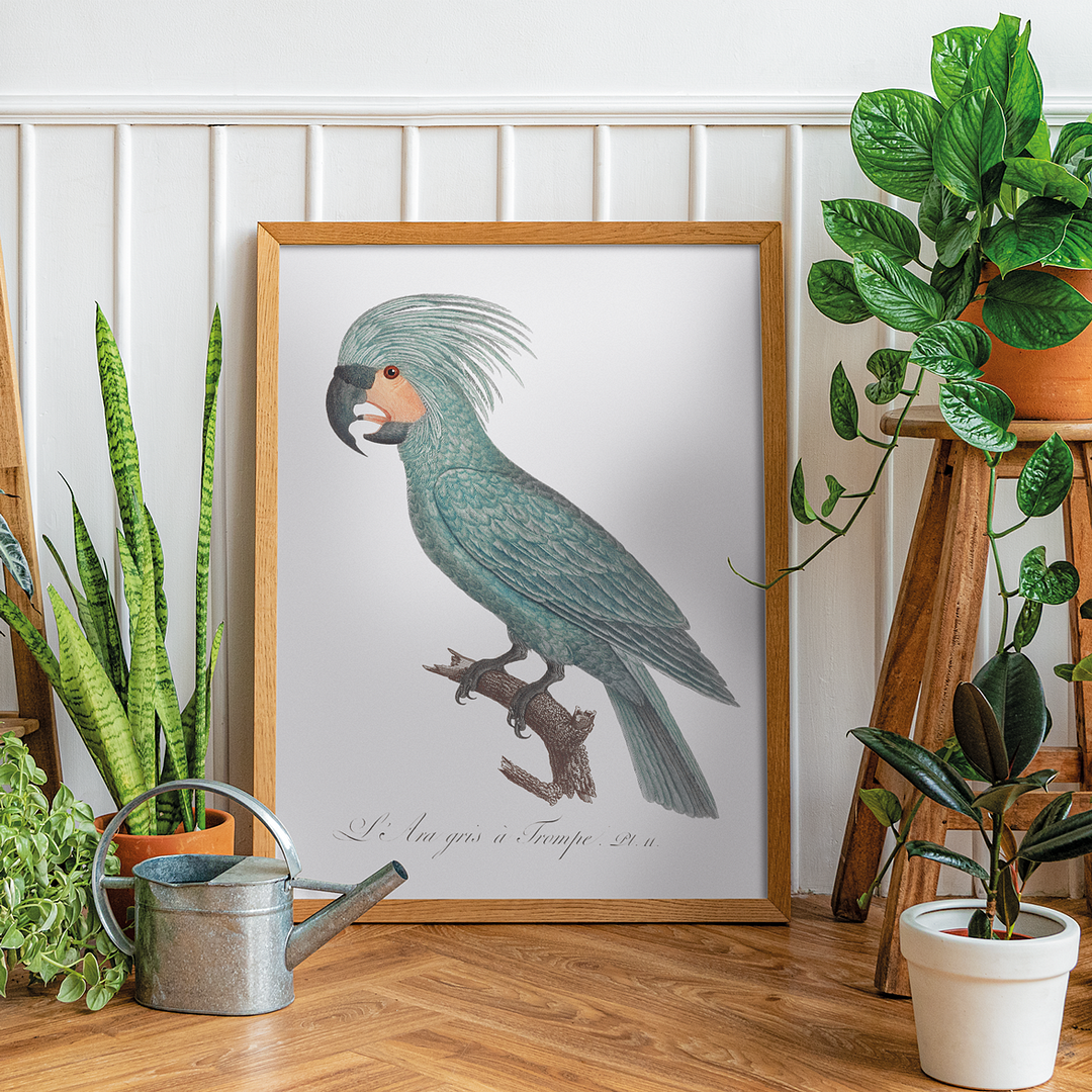 The Palm Cockatoo Probosciger aterrimus I - Art Print