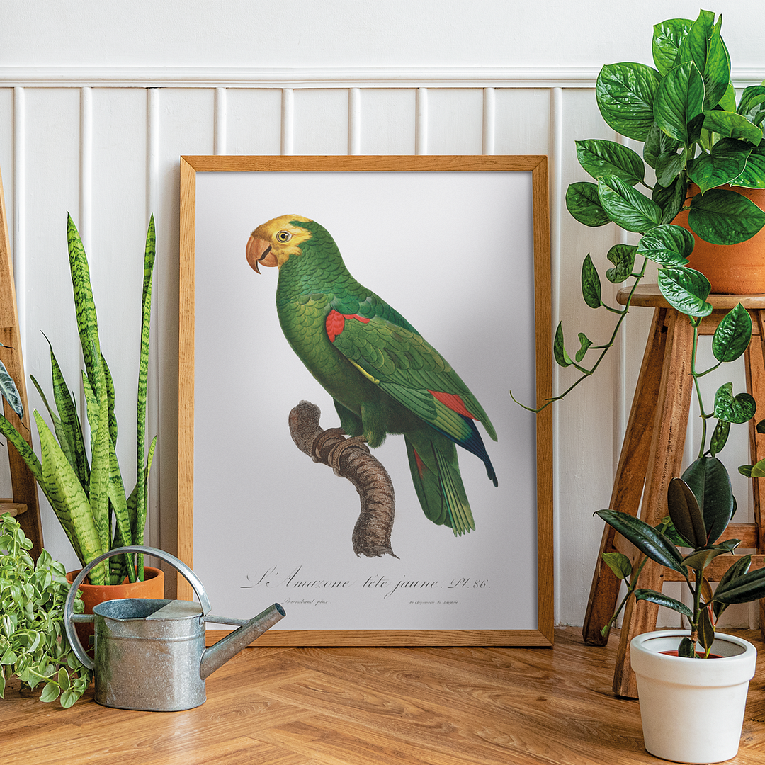 Yellow-Fronted Amazon, Amazona ochrocephala I - Art Print