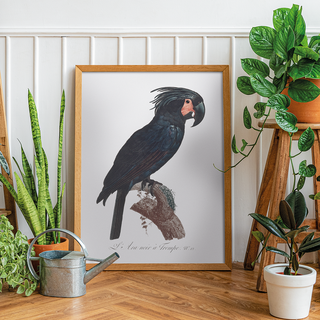The Palm Cockatoo, Probosciger aterrimus II - Art Print