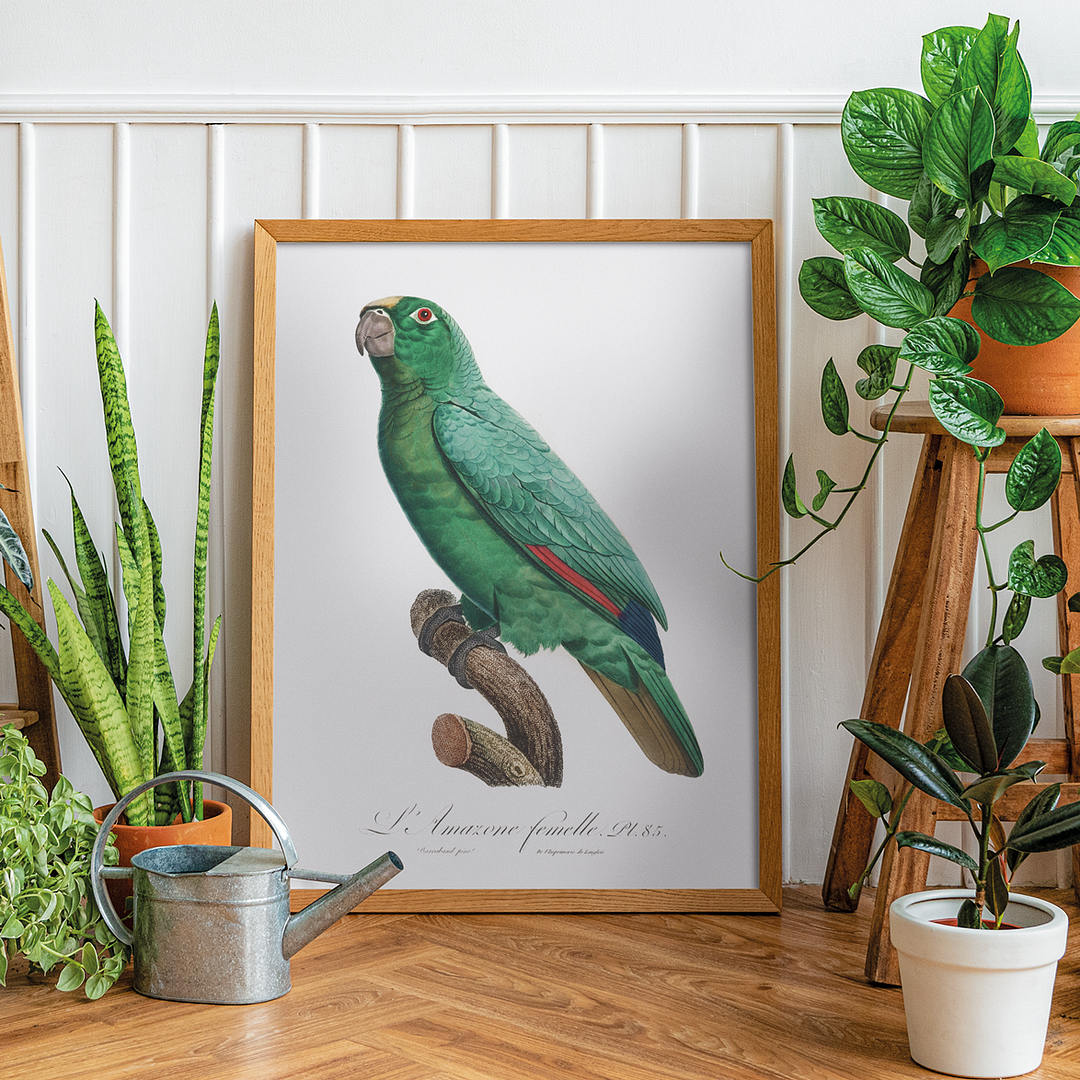 Yellow-Fronted Amazon, Amazona ochrocephala II - Art Print