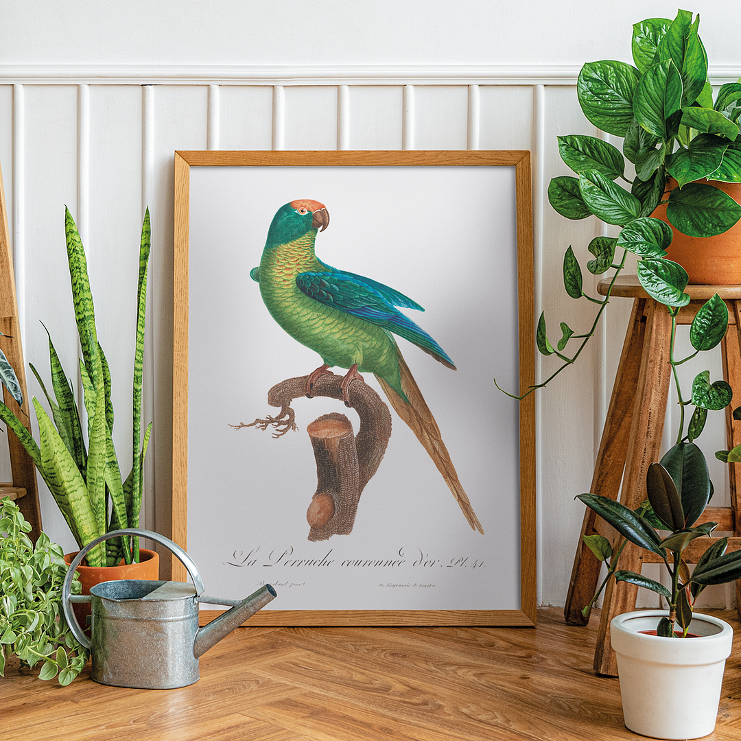 The Peach-Fronted Parakeet, Eupsittula aurea - Art Print