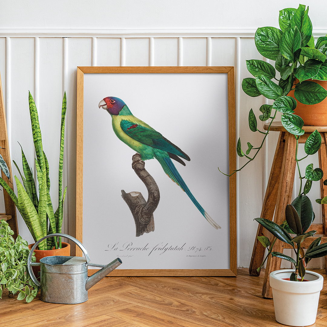 The Plum-Headed Parakeet - Art Print