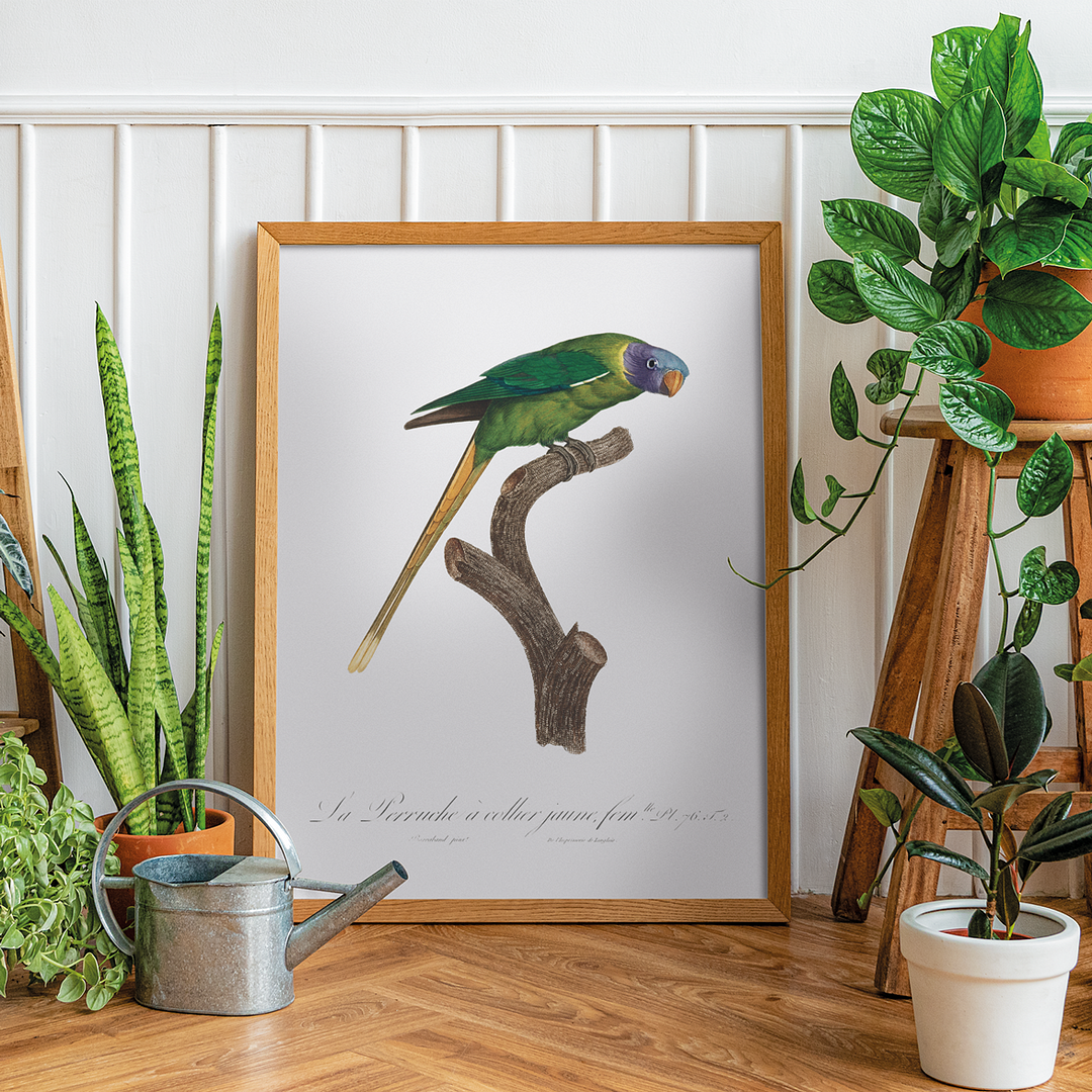 The Plum-Headed Parakeet, female - Art Print