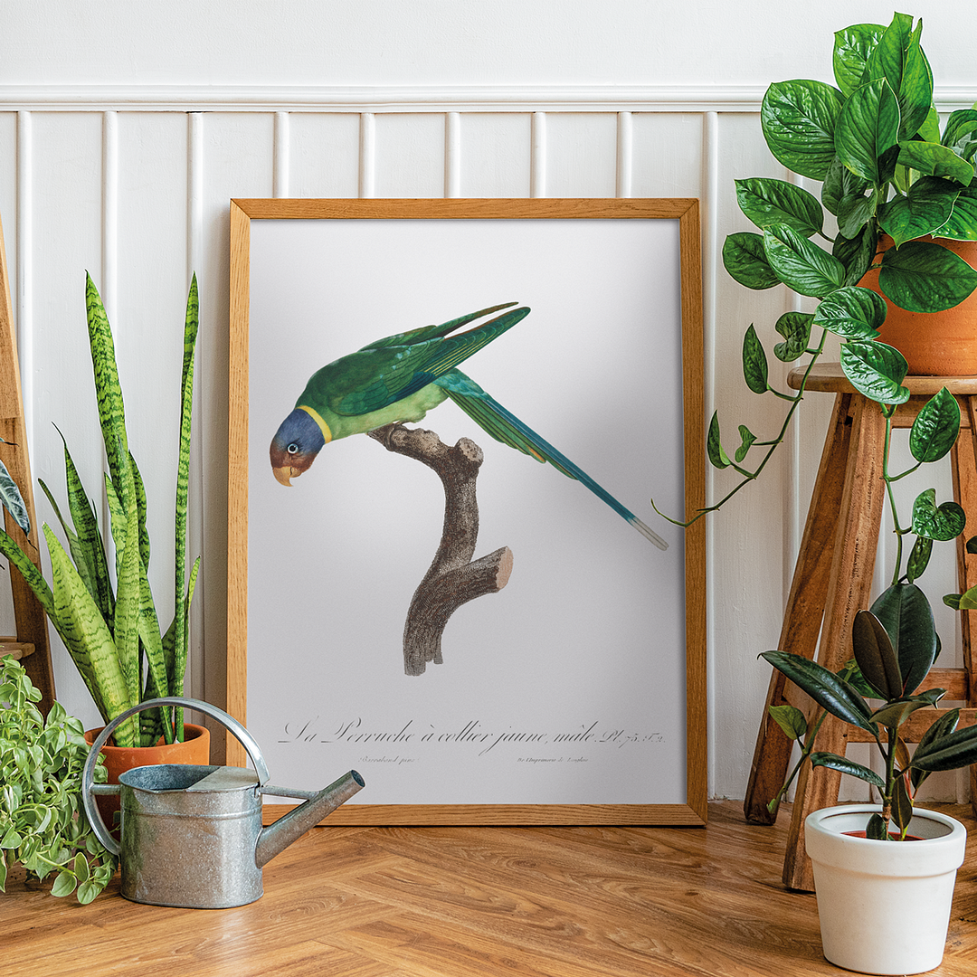The Plum-Headed Parakeet, male - Art Print