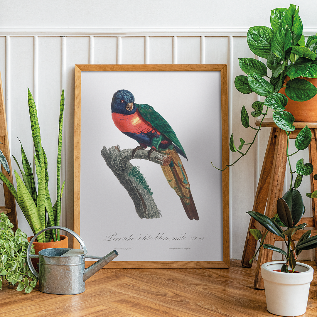 The Plum-Headed Parakeet, Psittacula cyanocephala, male - Art Print